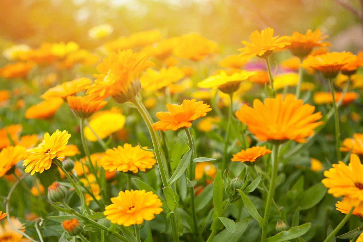 The Unsung Hero Ingredient in Tonic No2: Calendula