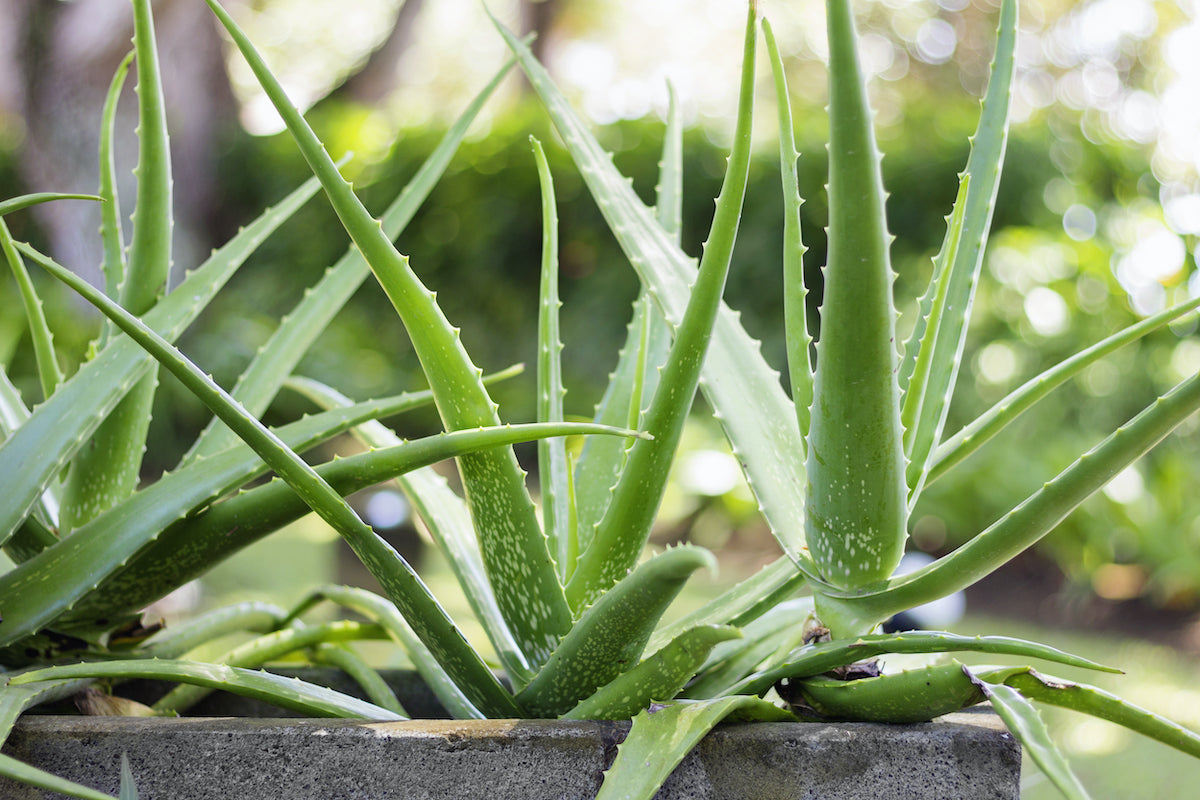 Benefits of Aloe Vera on Your Skin (including your most sensitive skin)